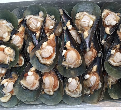 江瑶贝
